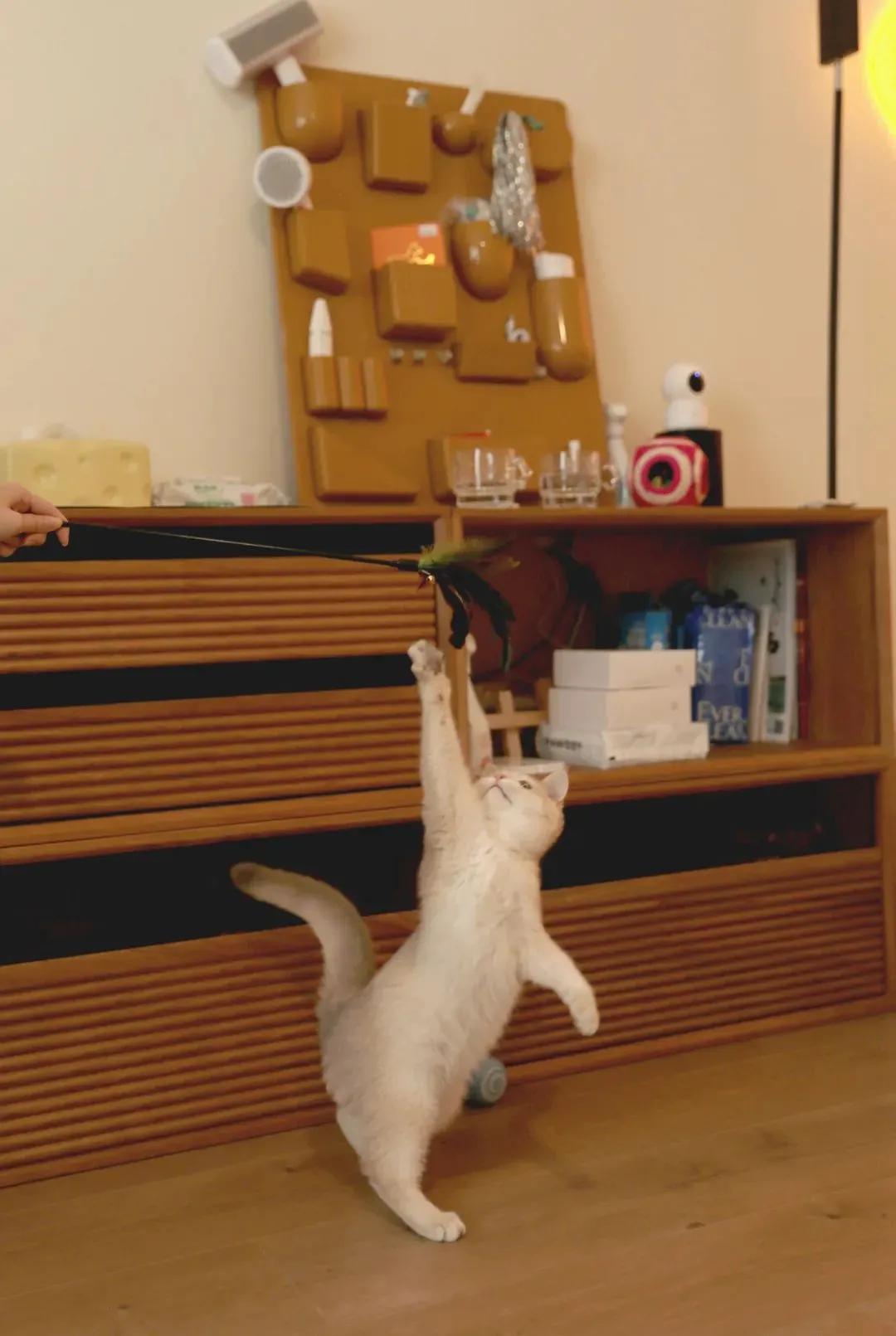 北京街头遇到受伤猫咪该怎么办？