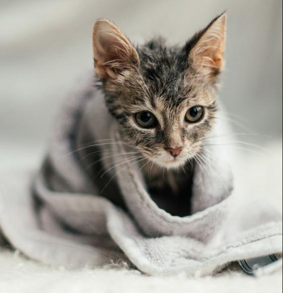 为什么我家猫一听到吹风机就疯狂逃窜？