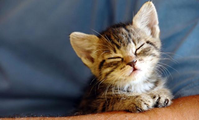 猫咪突然乱拉乱尿是报复主人吗？