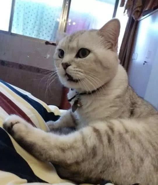 重庆未言律师事务所揭秘：刑事辩护中的法律智慧与实战技巧