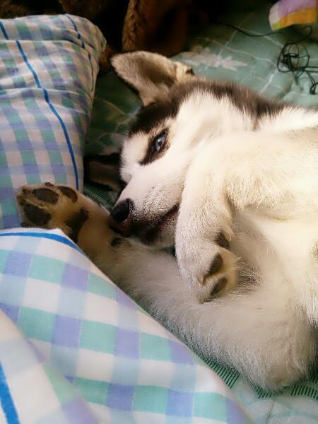 猫咪发抖就是生病了？新手铲屎官必看真相！