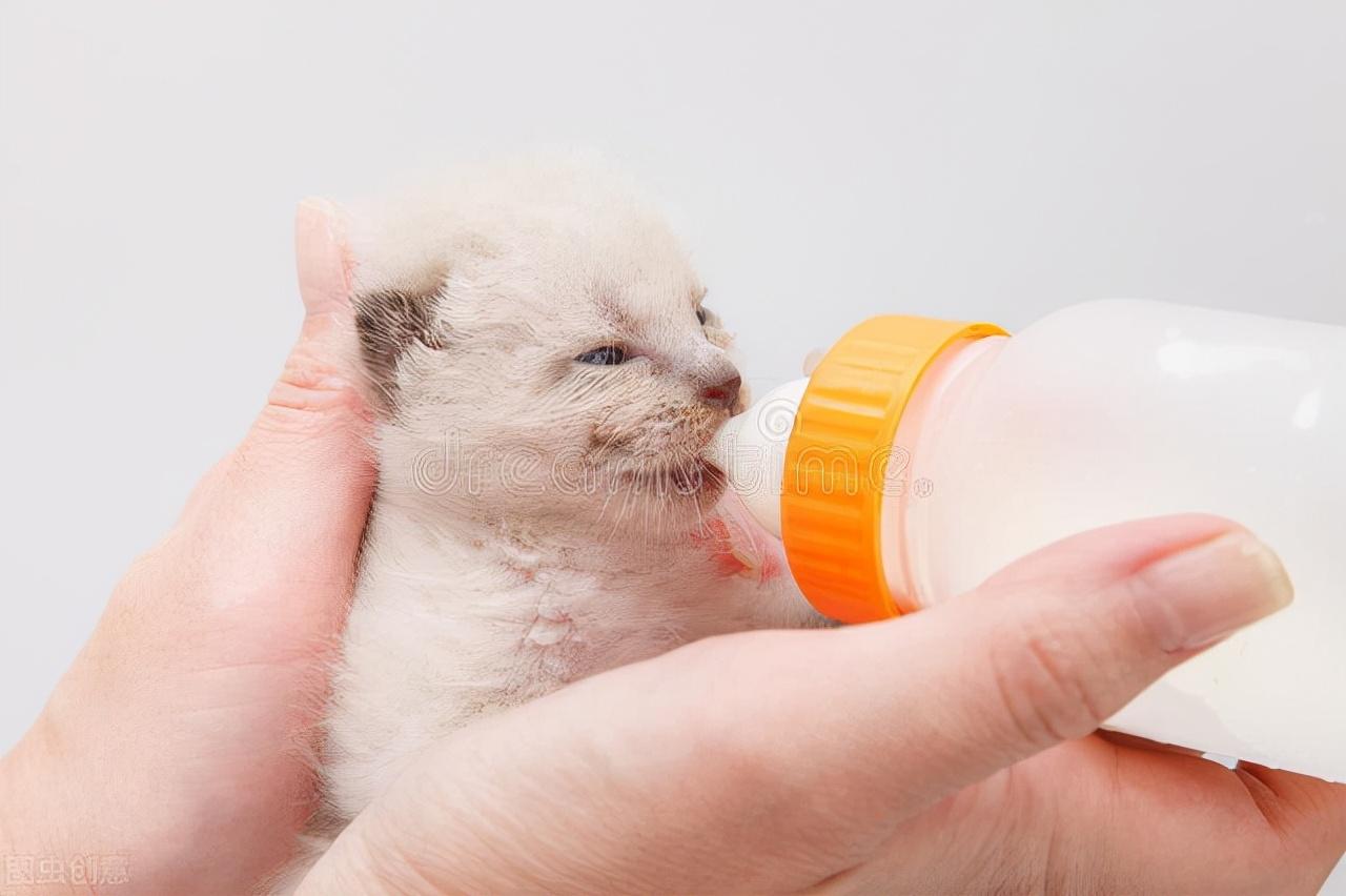 刚养猫的新手必须知道哪些猫咪冷知识？