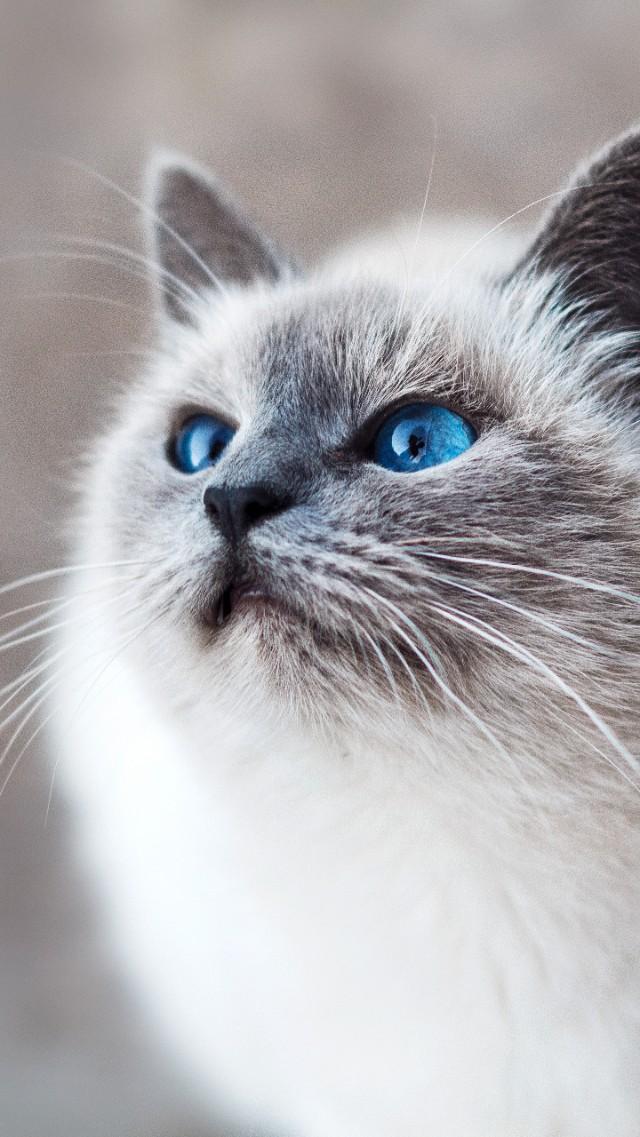 手机里没有猫咪壁纸还敢自称铲屎官？