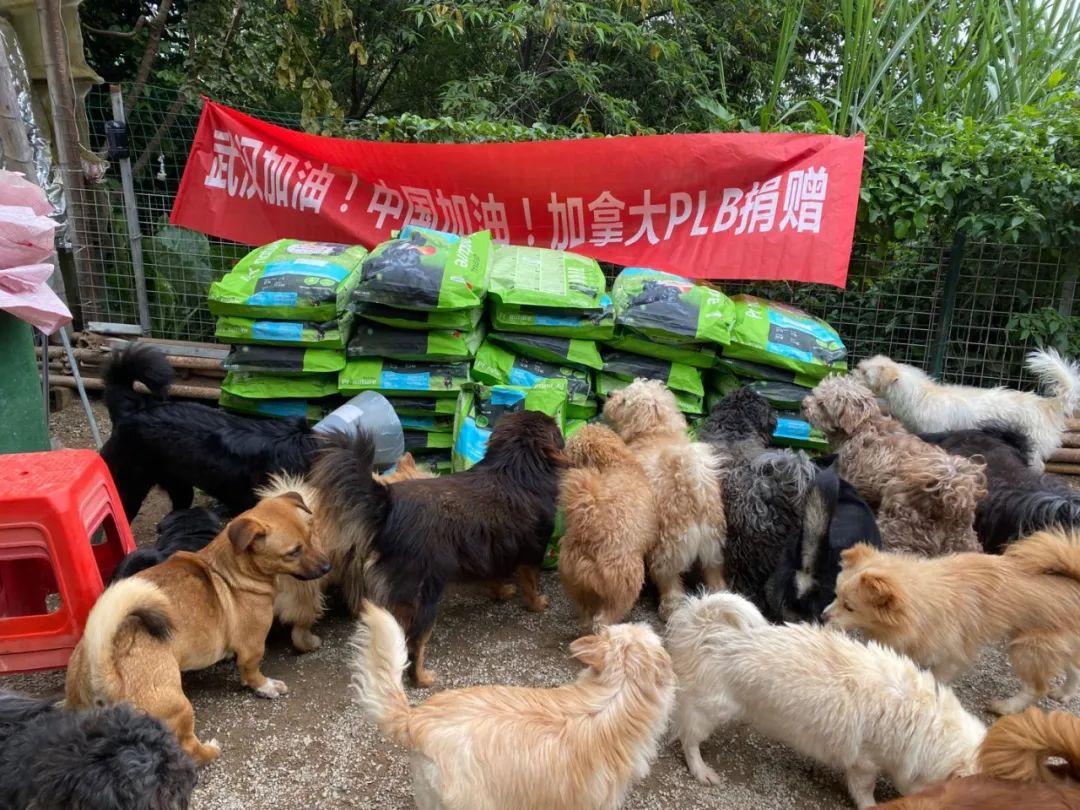 为什么别人家的猫视频能破百万播放？