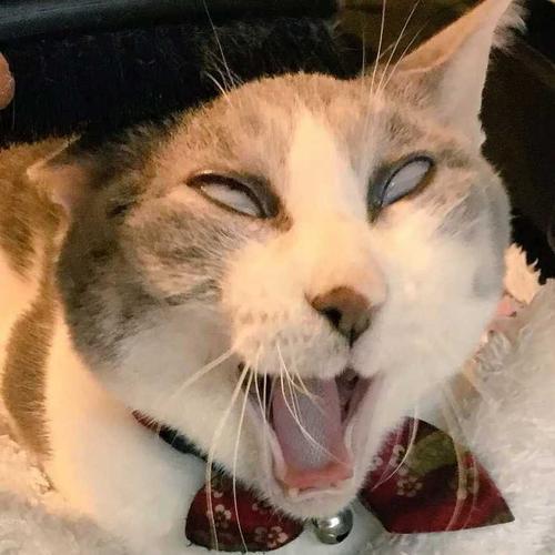 北美华人论坛李洁能帮你解决多少移民难题? 北美华人论坛李洁能帮你解决多少移民难题?