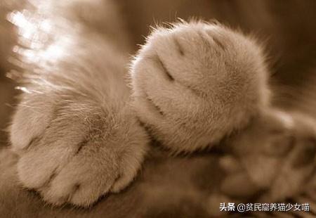 猫咪的肉垫被划伤了还能自己舔好吗？