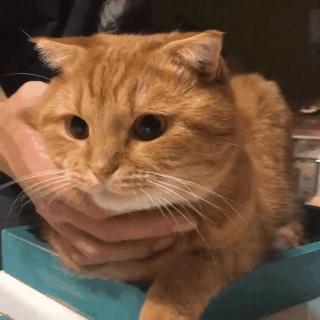 如何用橡皮泥捏出会卖萌的小猫咪？