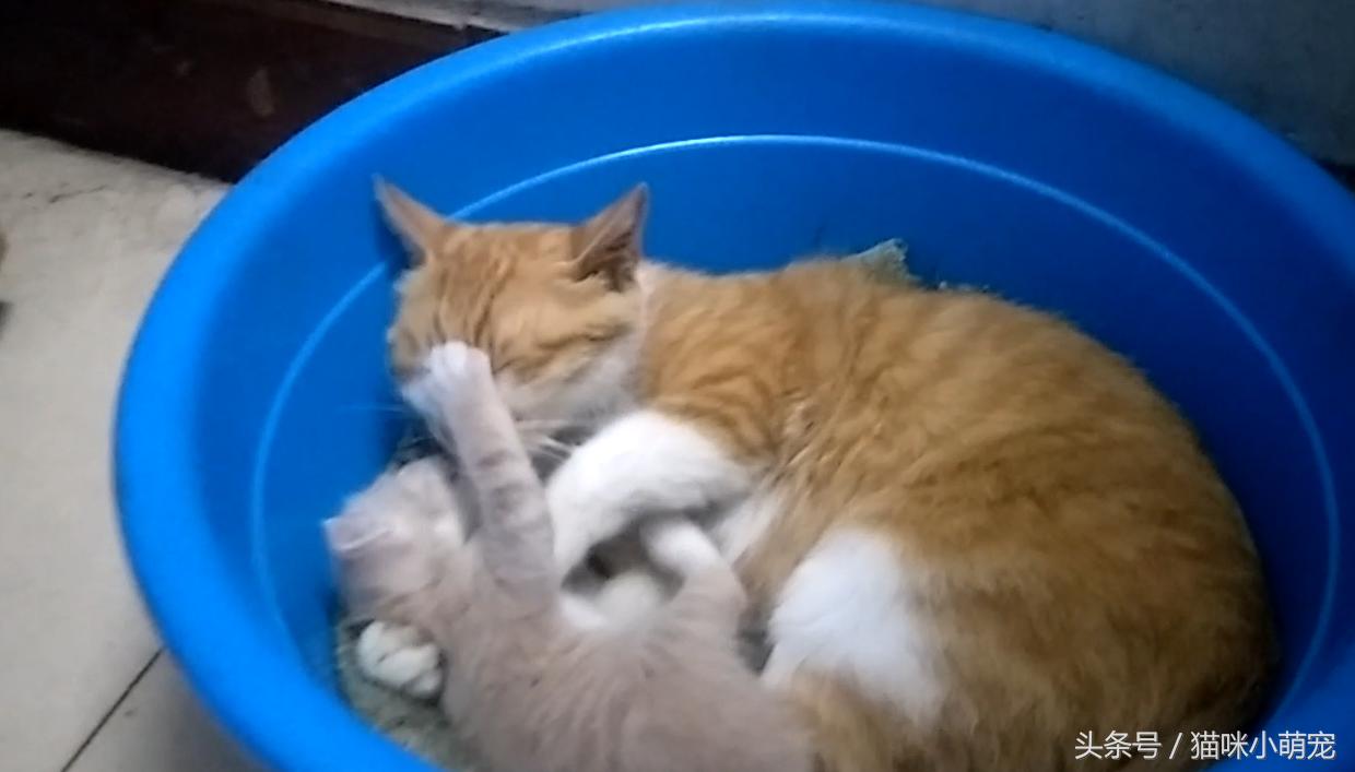 三厢宝来的市场定位是什么，它如何平衡性能与实用性，成为家庭用车首选？