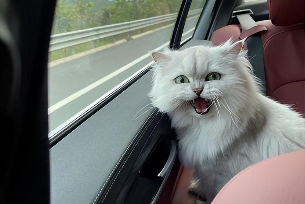 带猫咪坐火车到底要闯多少关？