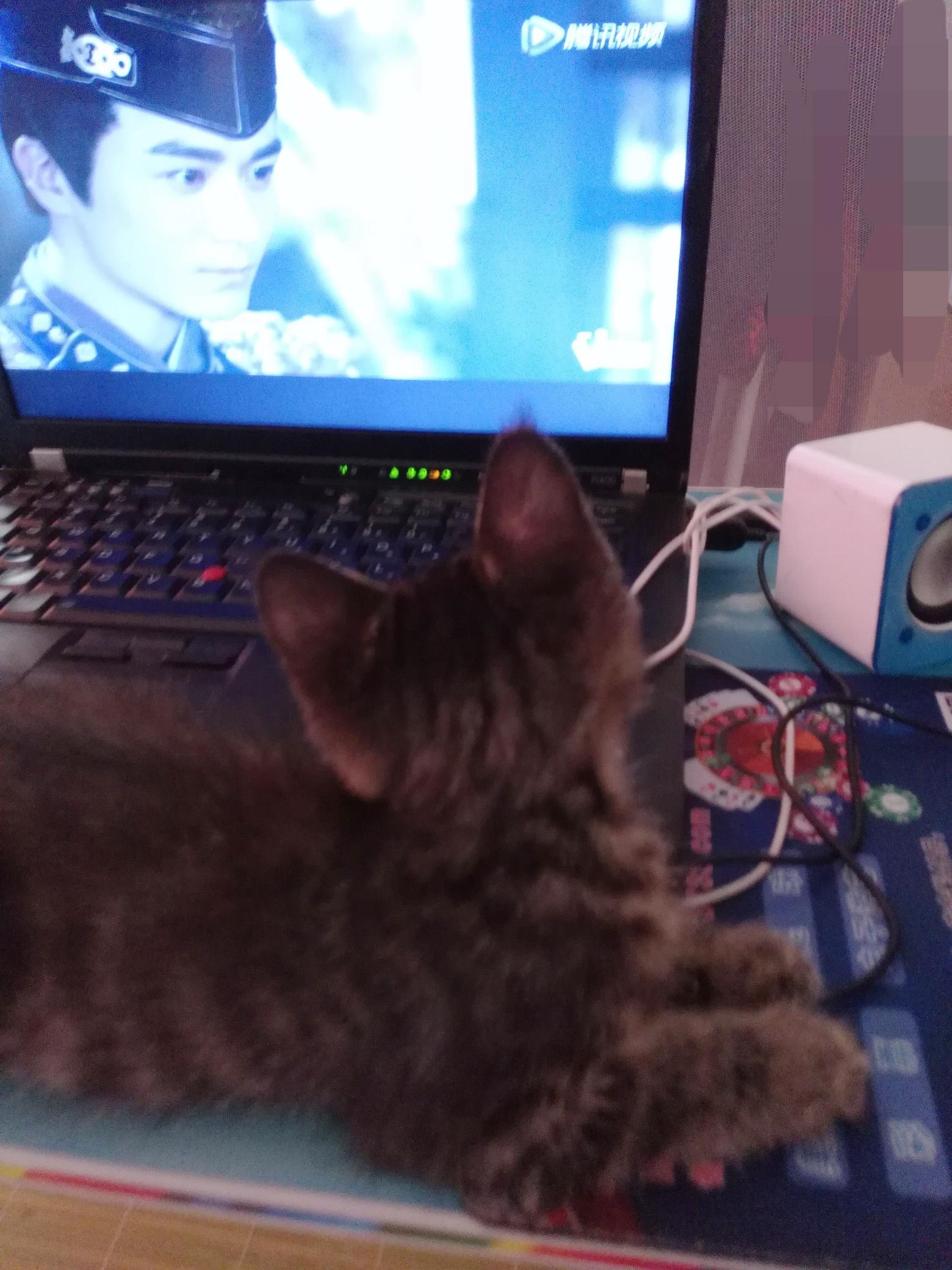 猫咪秃毛还传染人？新手铲屎官如何应对猫藓危机？