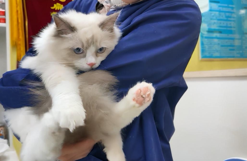 猫咪摸起来烫烫的正常吗？