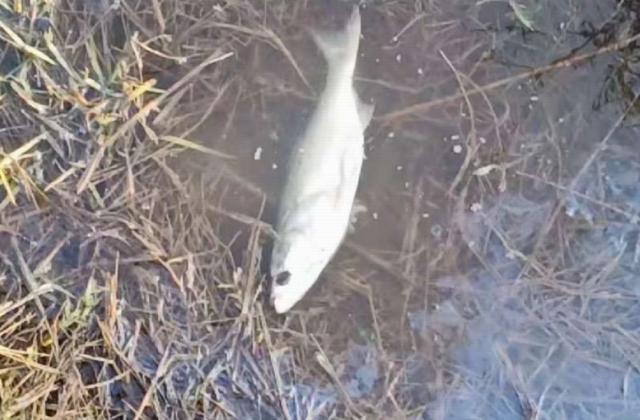 猫咪偷吃虾会被毒死？铲屎官必看避坑指南！