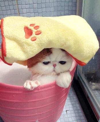 给猫咪洗澡真的需要九条命吗？