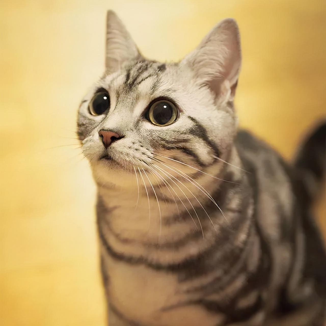 猫咪窜稀三天还能喂蒙脱石散吗？