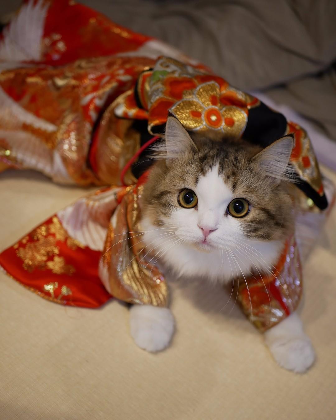 猫咪来大姨妈会流血吗？新手必看的生理期真相