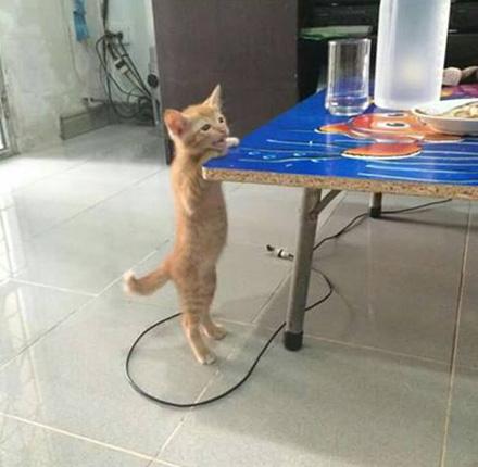 猫咪动态表情到底怎么玩才不翻车? 猫咪动态表情到底怎么玩才不翻车?