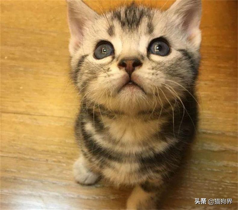 猫咪吐黄水可以吃人用西咪替丁吗？