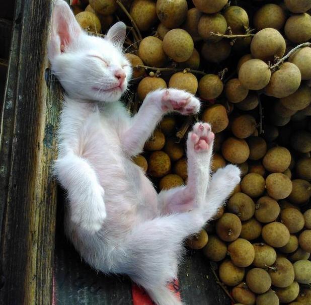 何猷君说奚梦瑶是她的女神（何猷君奚梦瑶结婚是因为真爱吗）