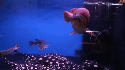 新皇冠3.0：核心优势深度解析，用户痛点与市场定位对比，为何成中高端市场黑马？