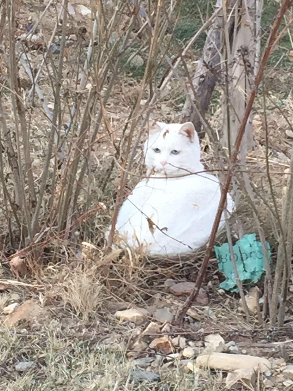 养了半年的猫还是不让抱怎么办？
