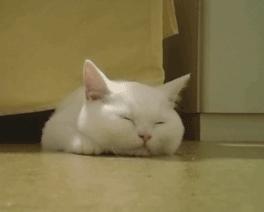 猫咪拉稀呕吐会自己好吗？新手必看急救指南