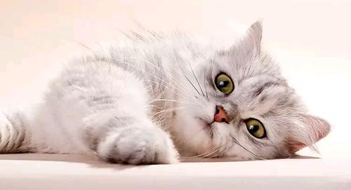 猫咪打针真的会要命吗？