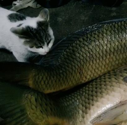 猫咪频繁舔嘴是生病了吗？