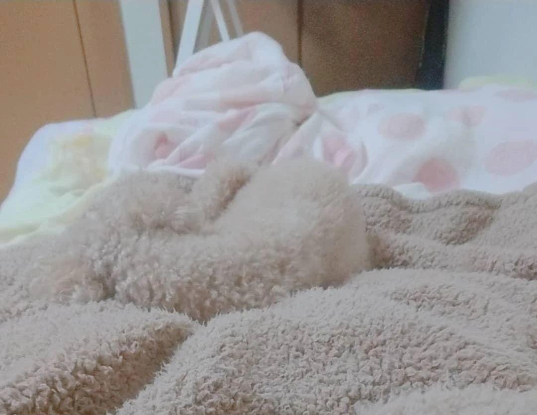 新手铲屎官必看！你家主子到底该叫什么名字？