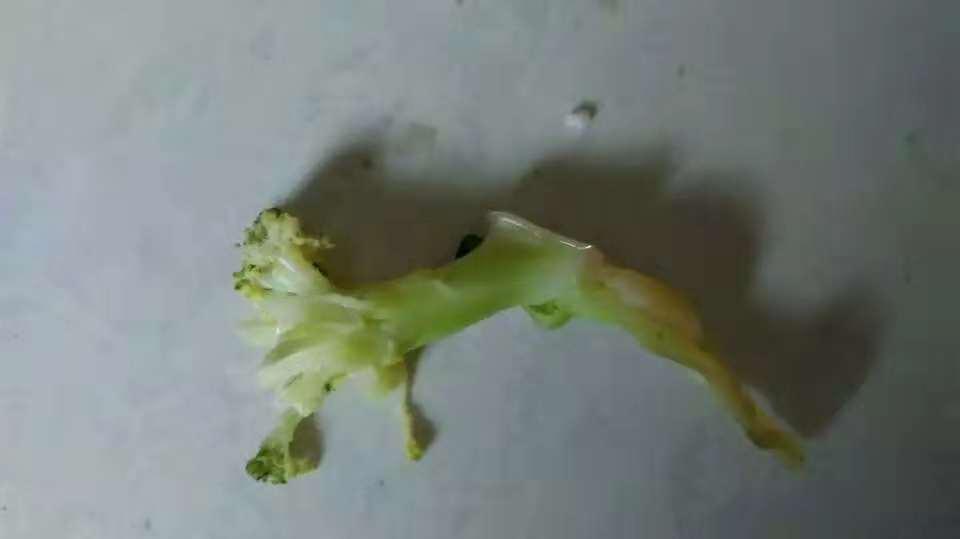 你家猫主子偷吃青菜时 你会不会当场石化? 你家猫主子偷吃青菜时 你会不会当场石化?