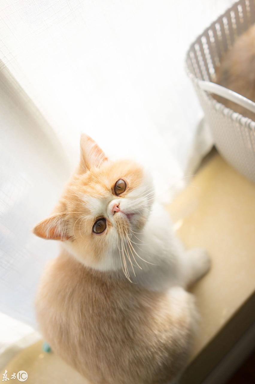 猫咪眼屎多、便秘是 上火 吗?新手必看避坑指南! 猫咪眼屎多、便秘是 上火 吗?新手必看避坑指南!