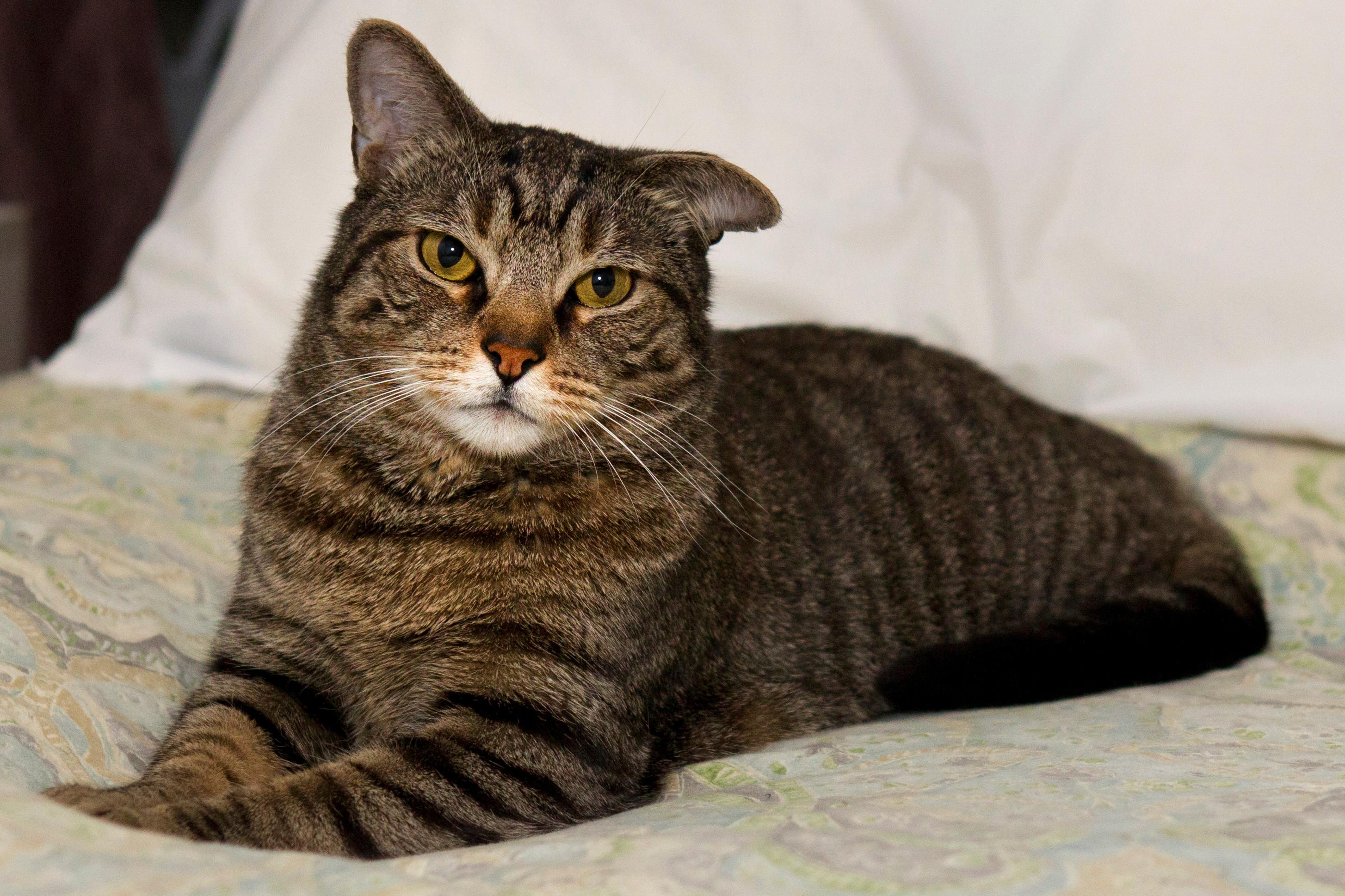 养猫还是养狗更容易让新手崩溃？