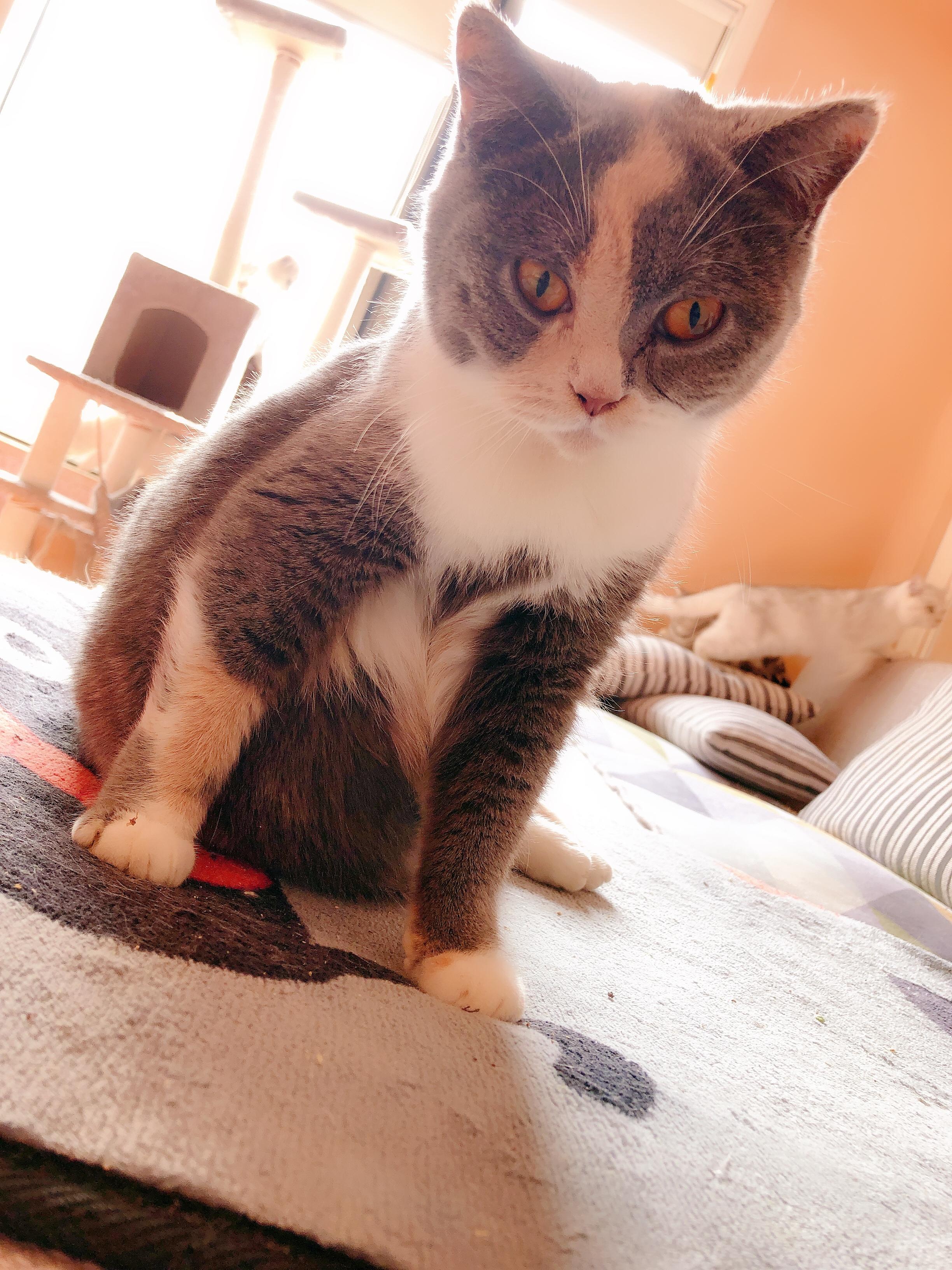 猫咪得了猫癣该用什么药？新手必看救命指南