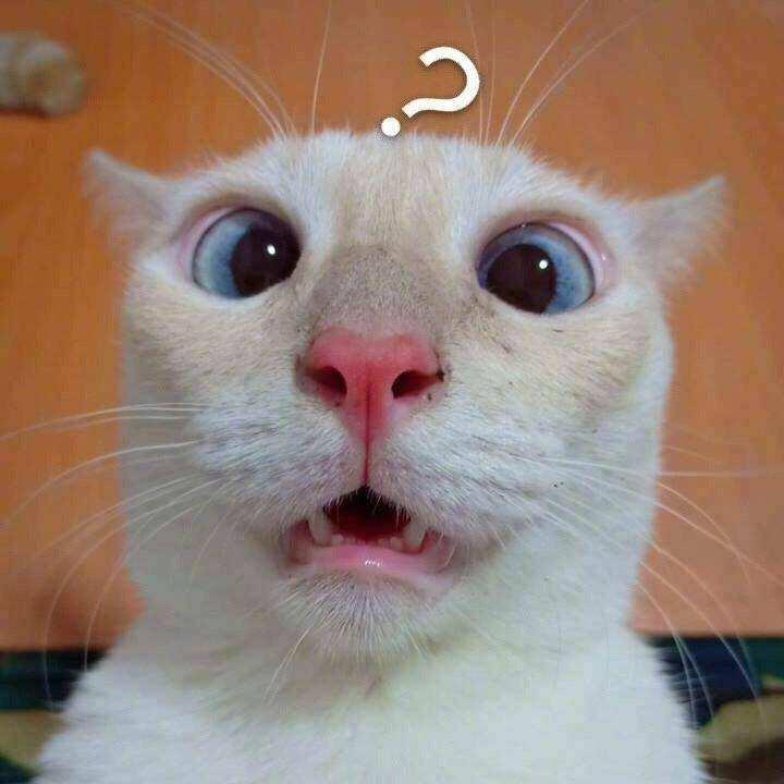 猫咪吐了该不该立刻送医院？