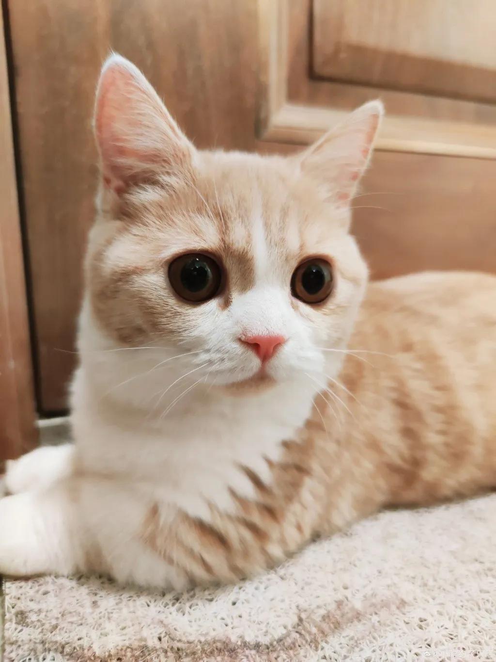 新版猫咪下载真的能一键获取全网资源吗？