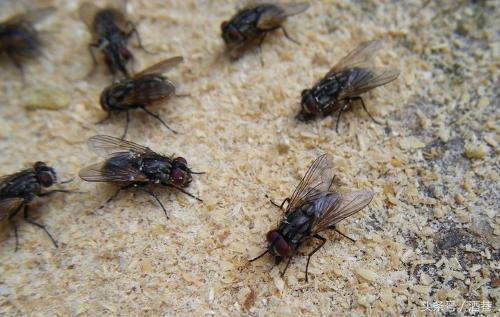 梦见苍蝇是财运还是霉运? 梦见苍蝇是财运还是霉运?