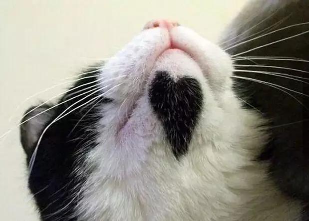 猫咪花纹真的能看出性格吗? 猫咪花纹真的能看出性格吗?