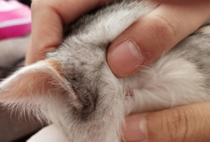 猫咪驱虫到底要隔几个月搞一次? 猫咪驱虫到底要隔几个月搞一次?