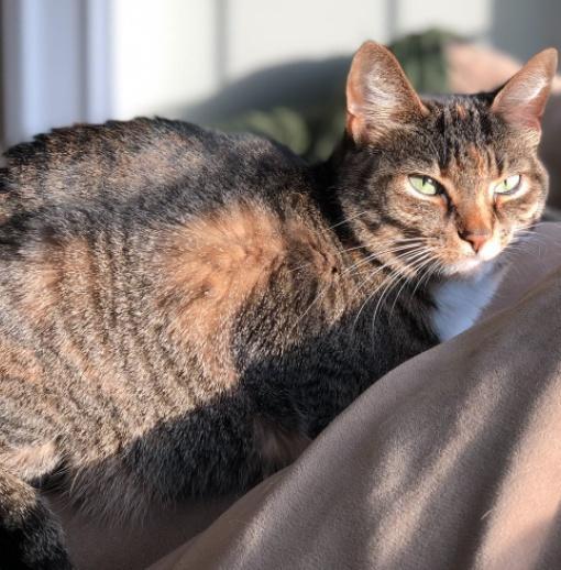 猫咪也会得痔疮吗？这些症状主人都该知道！