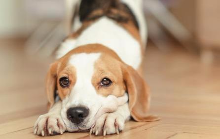 你家主子最近总挠痒痒？驱虫药到底该怎么喂才不翻车？