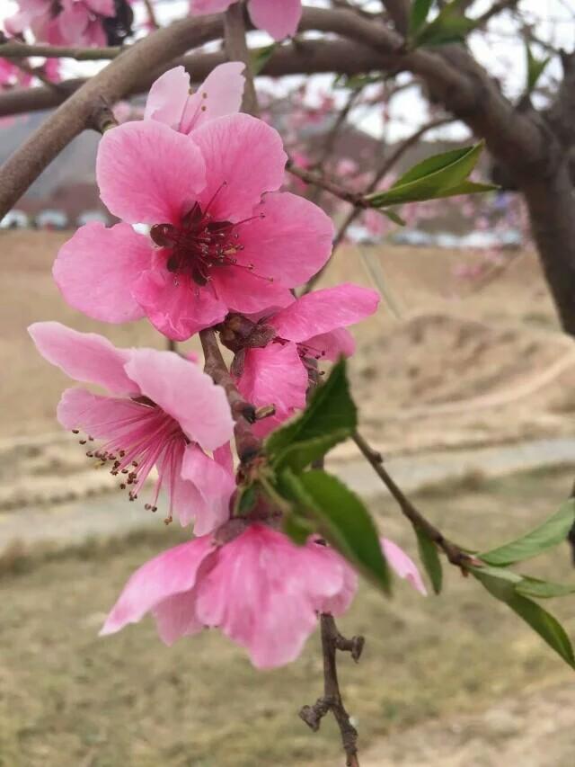 你的名字里藏着多少财运和桃花运？