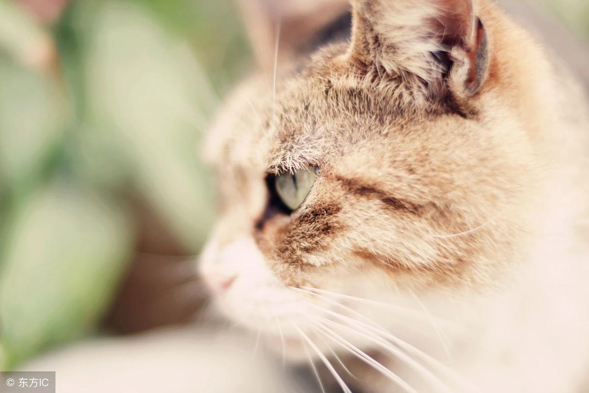 猫咪肚子有虫会传染给人吗？