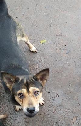 猫咪吃瘦肉会中毒吗？