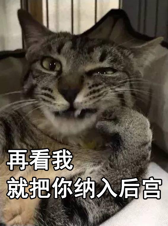 为什么人人都爱用猫咪表情包？