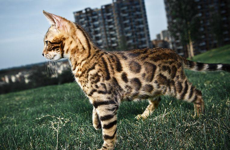 给猫咪起名到底有多少种套路? 给猫咪起名到底有多少种套路?