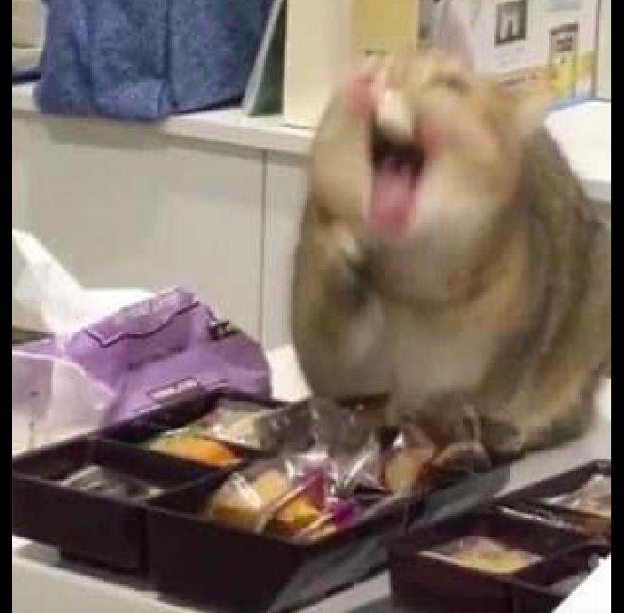 猫咪偷吃开心果会不会出事？