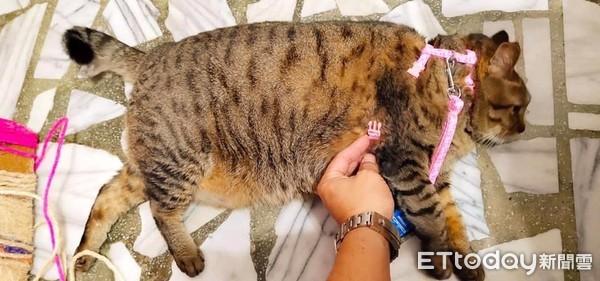 你家猫主子怎么越喂越瘦？