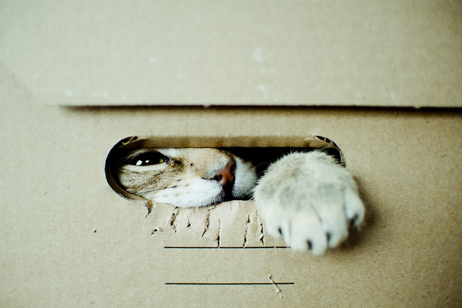 猫咪便便到底藏着多少健康密码？