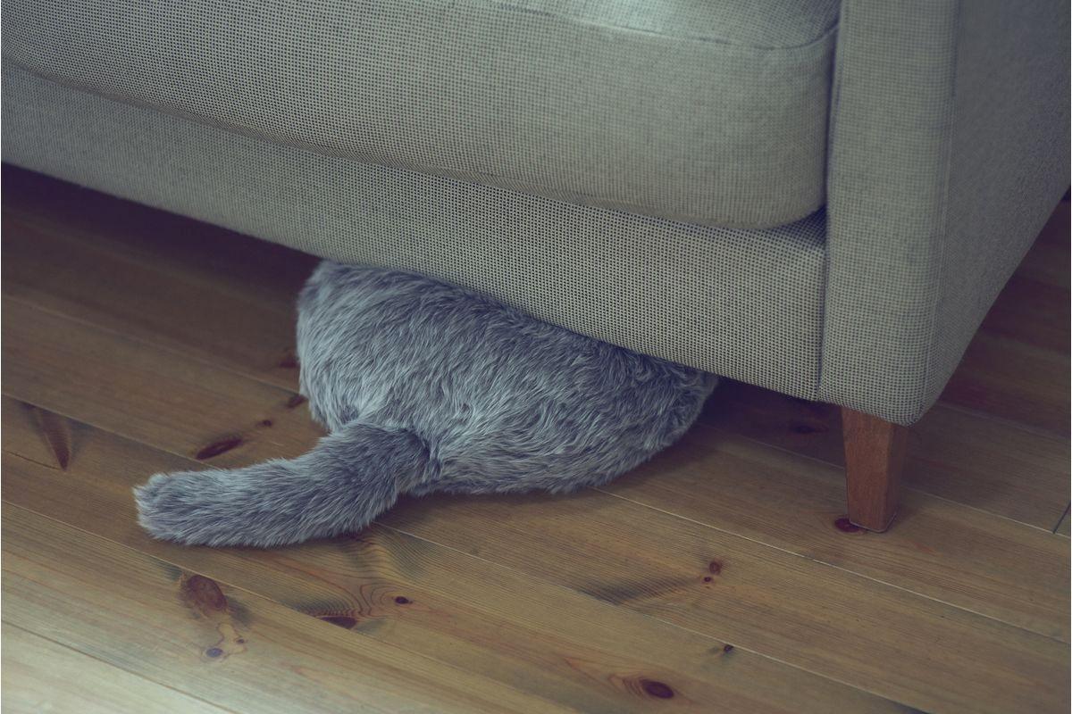 你家猫主子突然不吃不喝，是不是要生了？