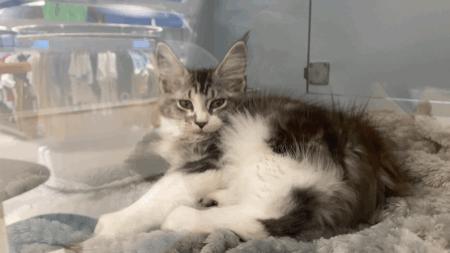 撸猫十年才发现主子性别？新手如何一眼看穿猫咪公母？