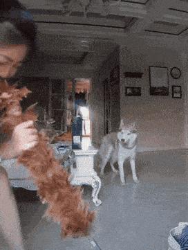 你家猫主子睡觉总捂脸？别慌！这可能是它给你的暗号！